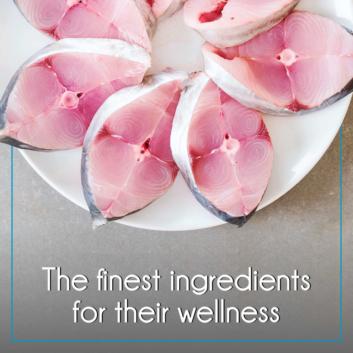 Purepet Kitten Ocean Fish