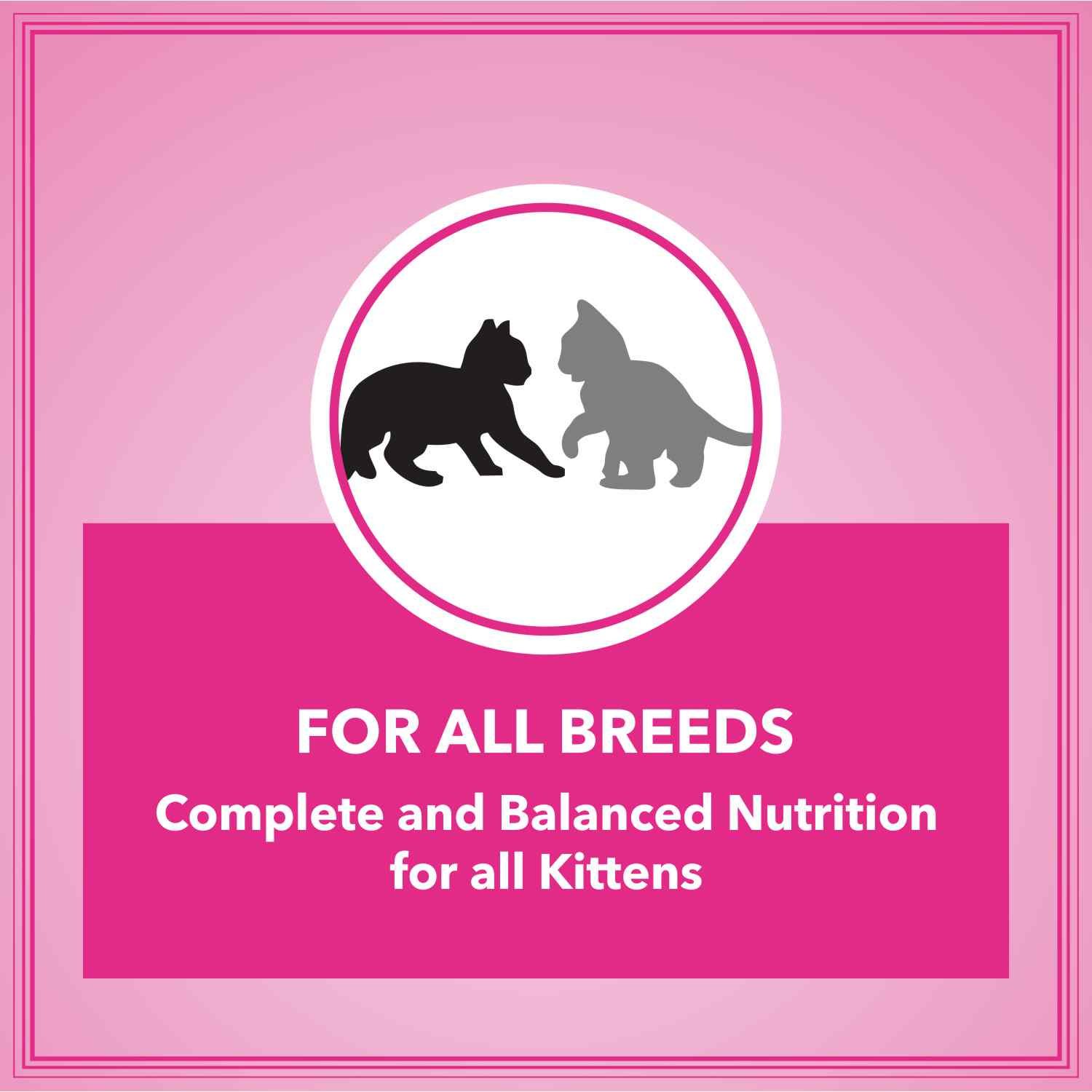 Let's Bite Active Kitten Dry Cat Food