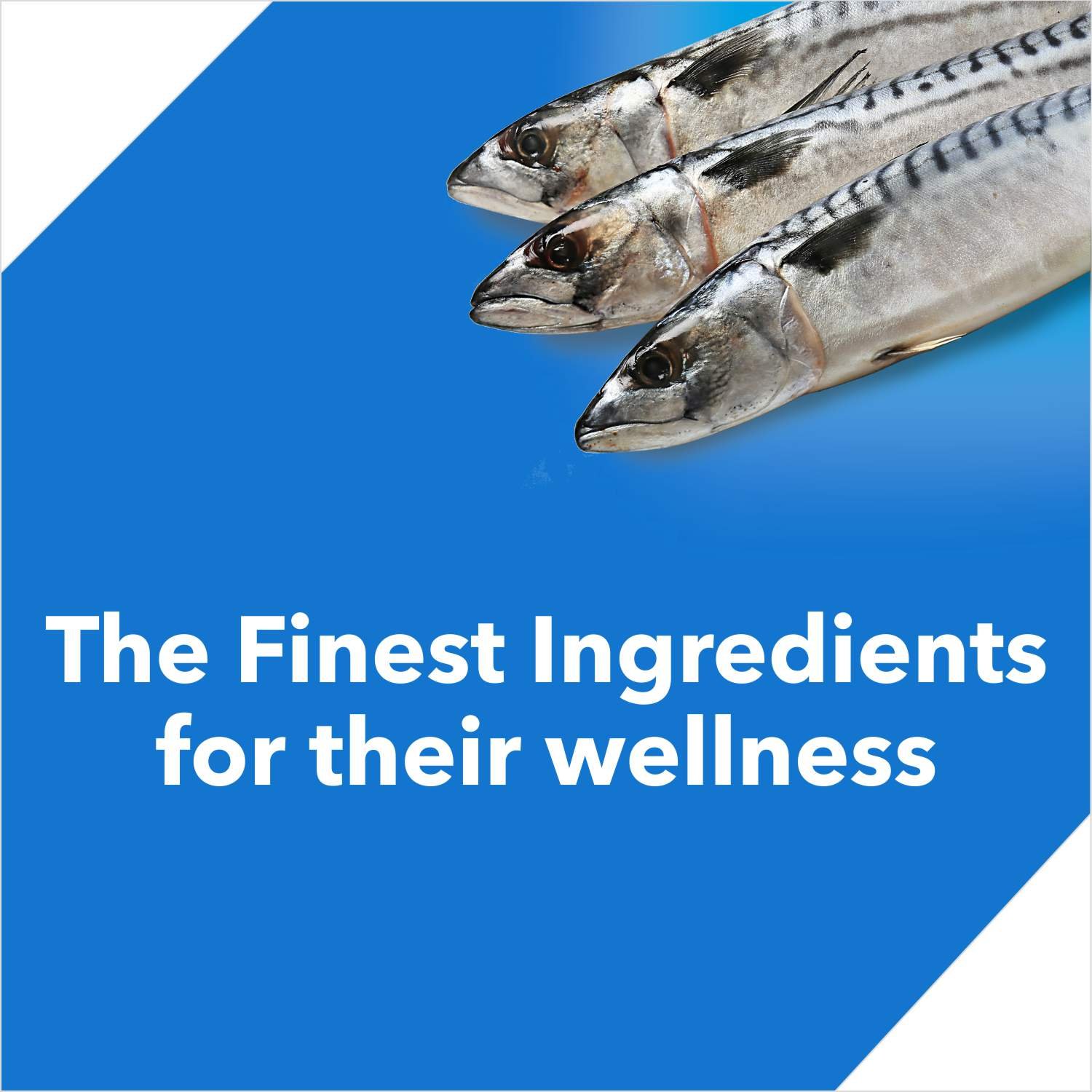 Drools Kitten Ocean FishDry Cat Food